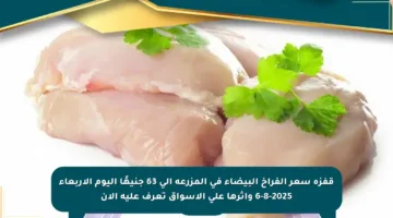 قفزة سعر الفراخ البيضاء في المزرعة إلى 63 جنيهًا اليوم الأربعاء 6-8-2025 وأثرها على الأسواق تعرف عليه الآن